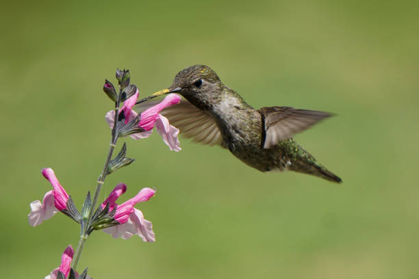 istock Hummingbird sipping nectar from some pink flowers. 1641063799