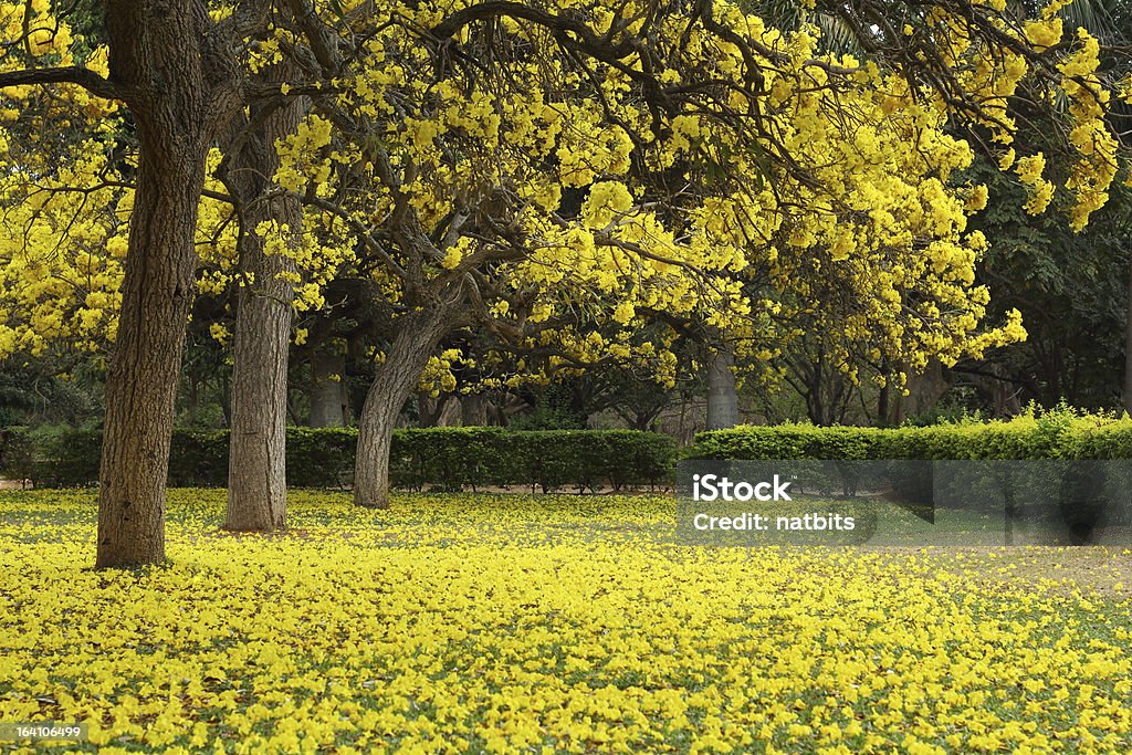 Tabebuia Argentea arbres en fleurs - Photo de Arbre en fleurs libre de droits