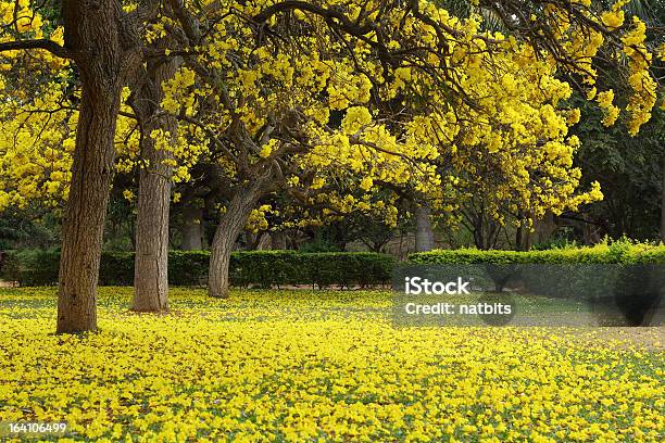 Tabebuia Argentea の木の花 - 人物なしのストックフォトや画像を多数ご用意 - 人物なし, 写真, 夏