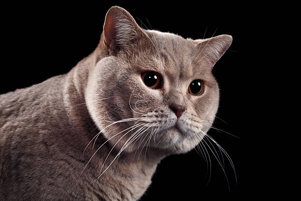 istock British Short Hair Cat Cutout 164106538
