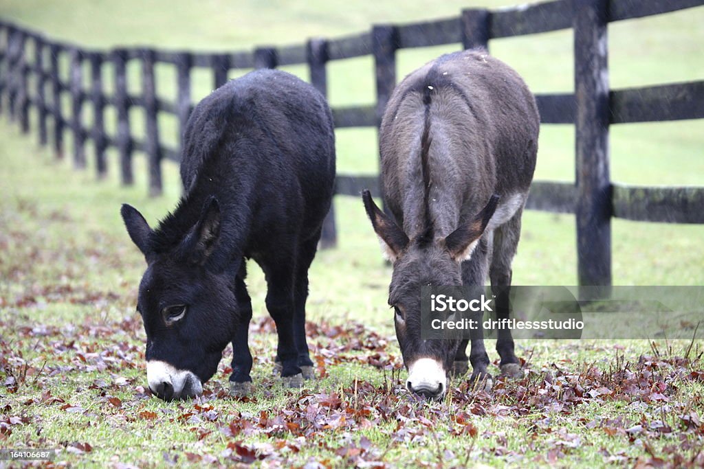Des ânes paissent dans Pâturage - Photo de Baudet libre de droits