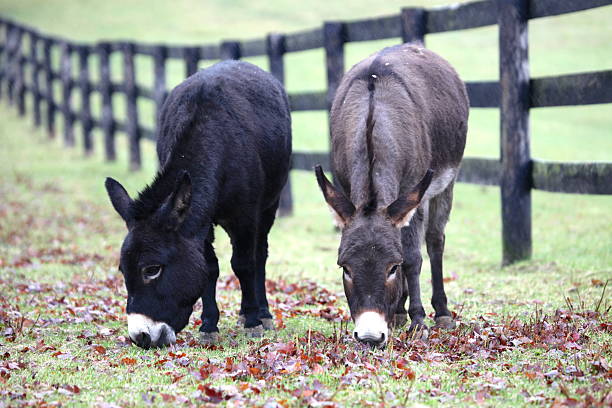 Donkeys grazing in pasture stock photo