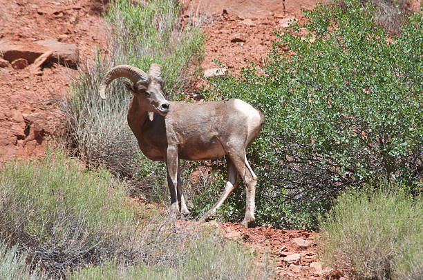istock Desert Bighorn in Colorado Ntl Monument 164107181