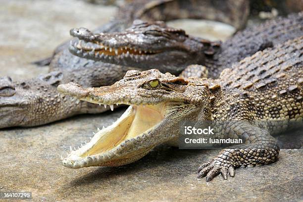 Foto de Crocodilo Sorriso e mais fotos de stock de Anfíbio - Anfíbio, Animal, Animal selvagem