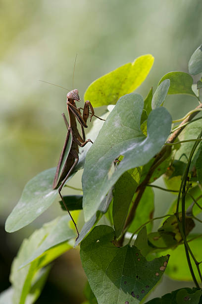 Brown Chinese Preying Mantis on a Leaf stock photo