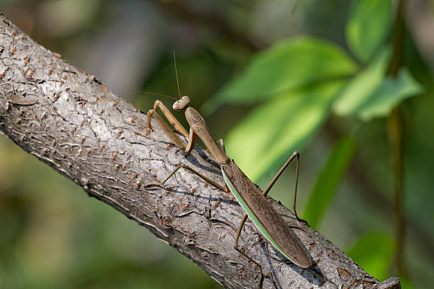Brown Chinese Preying Mantis Sitting On A Branch stock photo