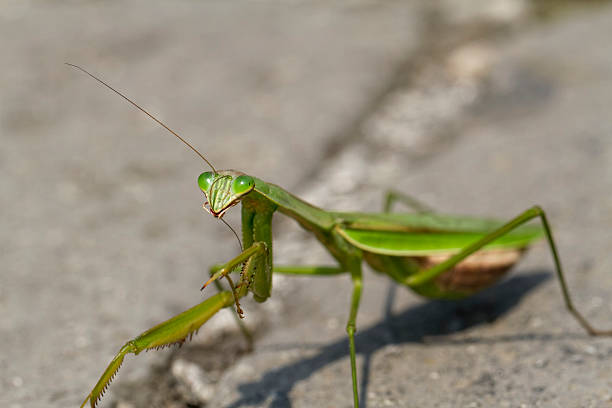 Close-Up of a Preying Mantis Preening Itself stock photo