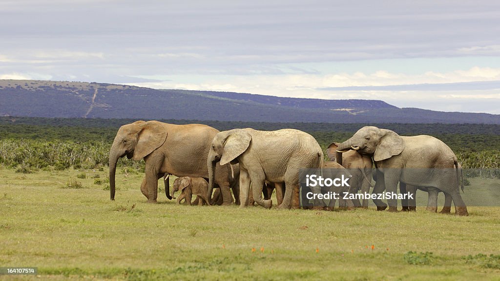Manada de elefante - Foto de stock de Addo royalty-free