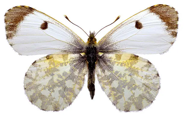 Female Orange Tip butterfly (Anthocharis cardamines) isolated on white background