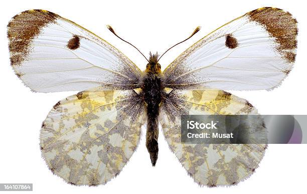 Pusta Orange Tip Butterfly - zdjęcia stockowe i więcej obrazów Bielinek rzepnik - Bielinek rzepnik, Białe tło, Biały