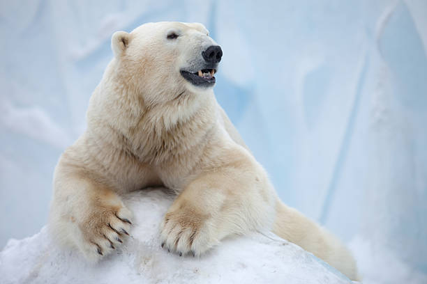 urso de branco - polar bear arctic animal snow - fotografias e filmes do acervo