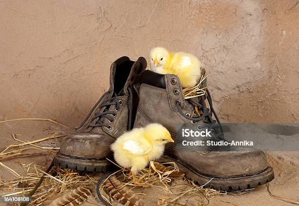 Chicks 있는 늙음 부팅 0명에 대한 스톡 사진 및 기타 이미지 - 0명, 가죽, 갓 태어난 동물