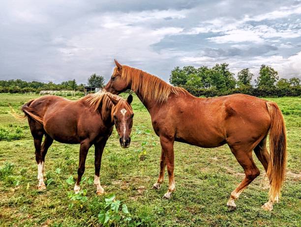 istock Red horses in pasture 1641083221