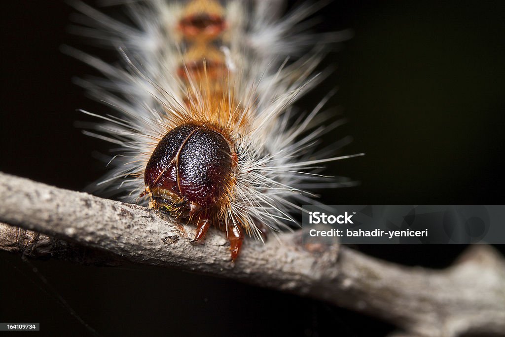 Caterpillar cabeludo - Foto de stock de Animal royalty-free