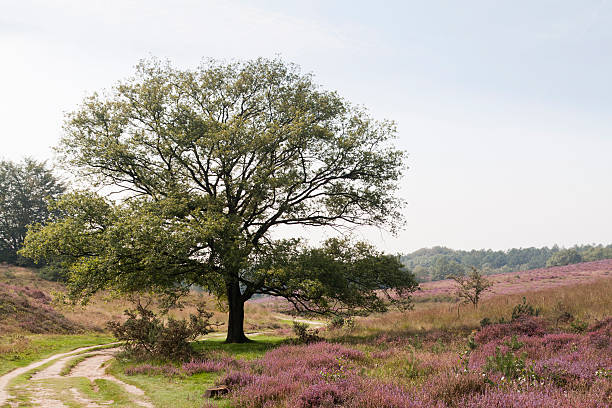 istock moorland with blooming heather 164109855