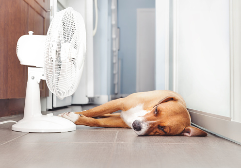 Dog lying in front of fan on kitchen floor during summer heat.