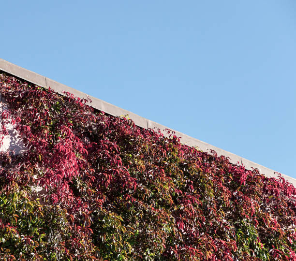 Low angle view of building with ivy