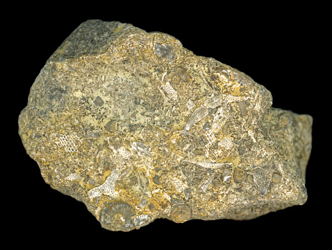Devonian microfossils in limestone matrix includes speckled bryozoan fragments and circular and cylindrical crinoids.
