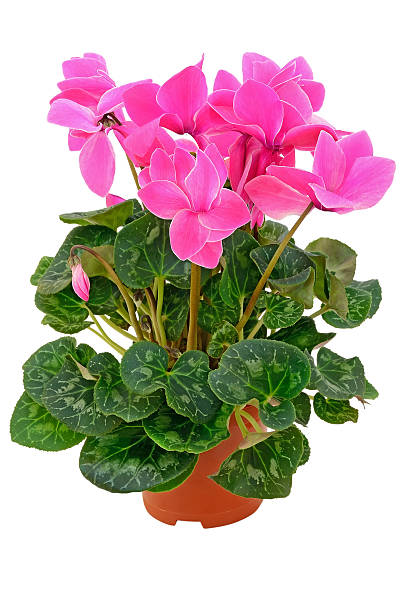 istock Cyclamen in a flowerpot 164110387