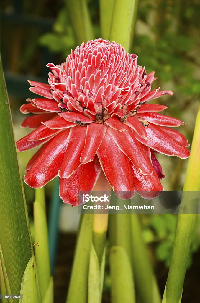 Rosa de porcelana contra el crecimiento de la exuberante vista tropical - Foto de stock de Belleza de la naturaleza libre de derechos