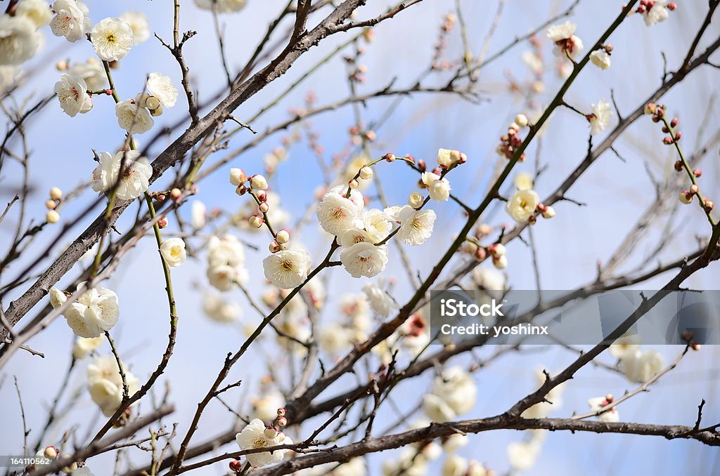 梅の花 - おしべのロイヤリティフリーストックフォト