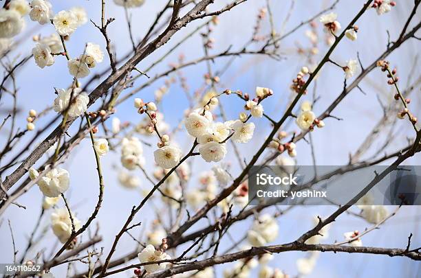 梅の花 - おしべのストックフォトや画像を多数ご用意 - おしべ, デジタル合成, ピンク色