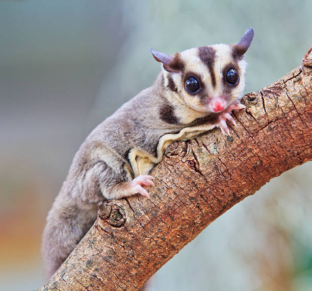 petauro del azúcar - opossum australia marsupial tree fotografías e imágenes de stock