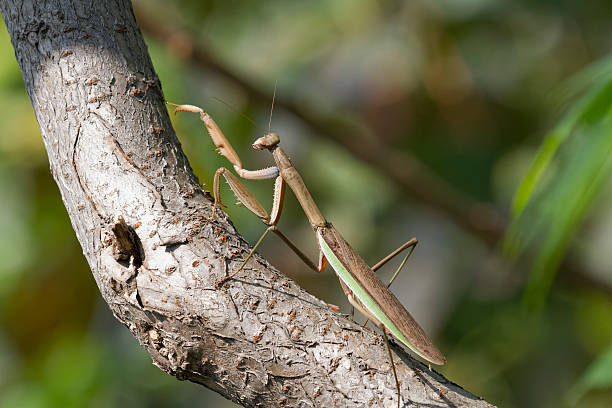 Brown Chinese Preying Mantis Walking Up A Branch stock photo