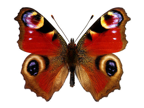 istock European Peacock butterfly (Inachis io) 164110797