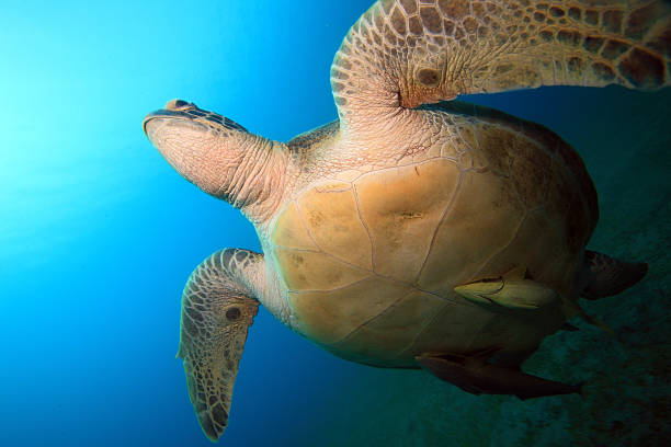 istock Green Sea Turtles 164111215