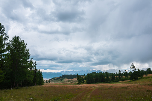 Gloomy alpine landscape with dark green coniferous forest and high snowy mountain range during rain under cloudy sky. Dark atmospheric scenery with conifer forest and large snow mountains in overcast.