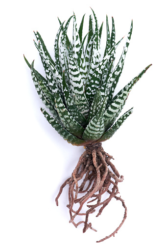 Haworthia Succulent Plant with roots Isolated on White Background.
