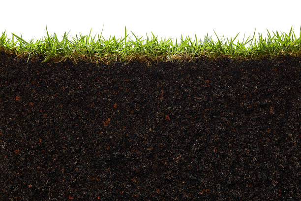 A picture of the inside of a patch of grass stock photo