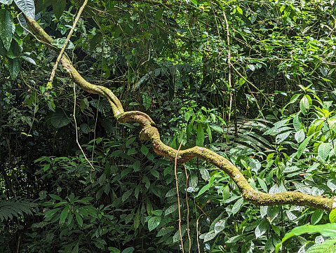 Twisted lianas in the in understory in the Carara National Park rainforest Costa Rica on the Pacific Coast