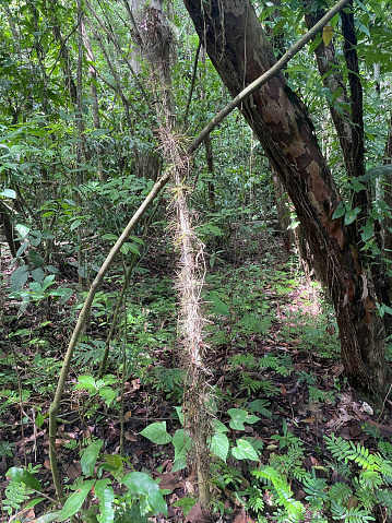 Dense rainforest including unusual spiny lianas along the Tarcoles River Costa Rica on the Pacific Coast