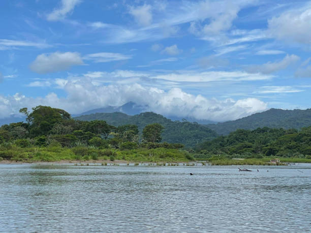 Dense rainforest including white and red Mangrove trees along the Tarcoles River Costa Rica on the Pacific Coast and the Carara National Park in the background