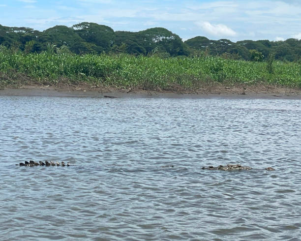 Crocodile swimming and dense rainforest including white and red Mangrove trees along a branch of the Tarcoles River Costa Rica on the Pacific Coast