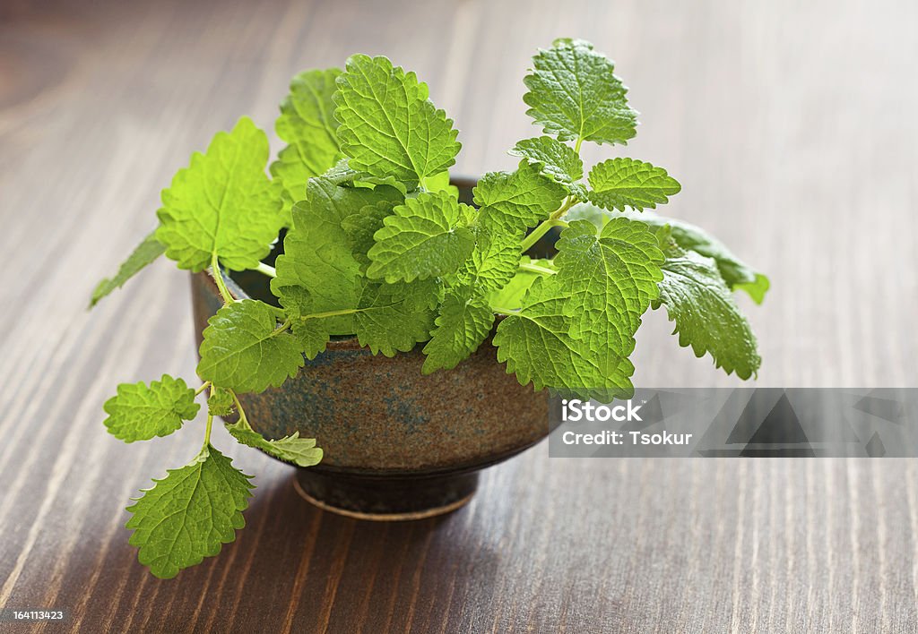 lemon balm herb Fresh lemon balm herb .(Melissa officinalis) Botany Stock Photo