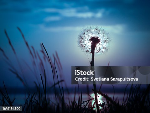istock Moonrise on the background of a dandelion, a magical summer night. 1641134300