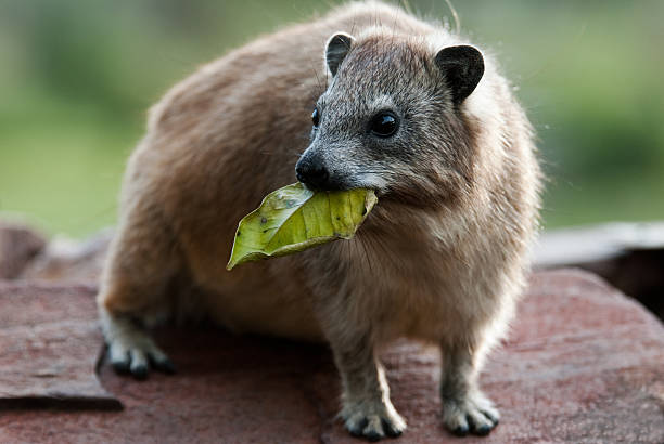 Rock Hyrax Rock Hyrax with leave in mouth. hyrax stock pictures, royalty-free photos & images