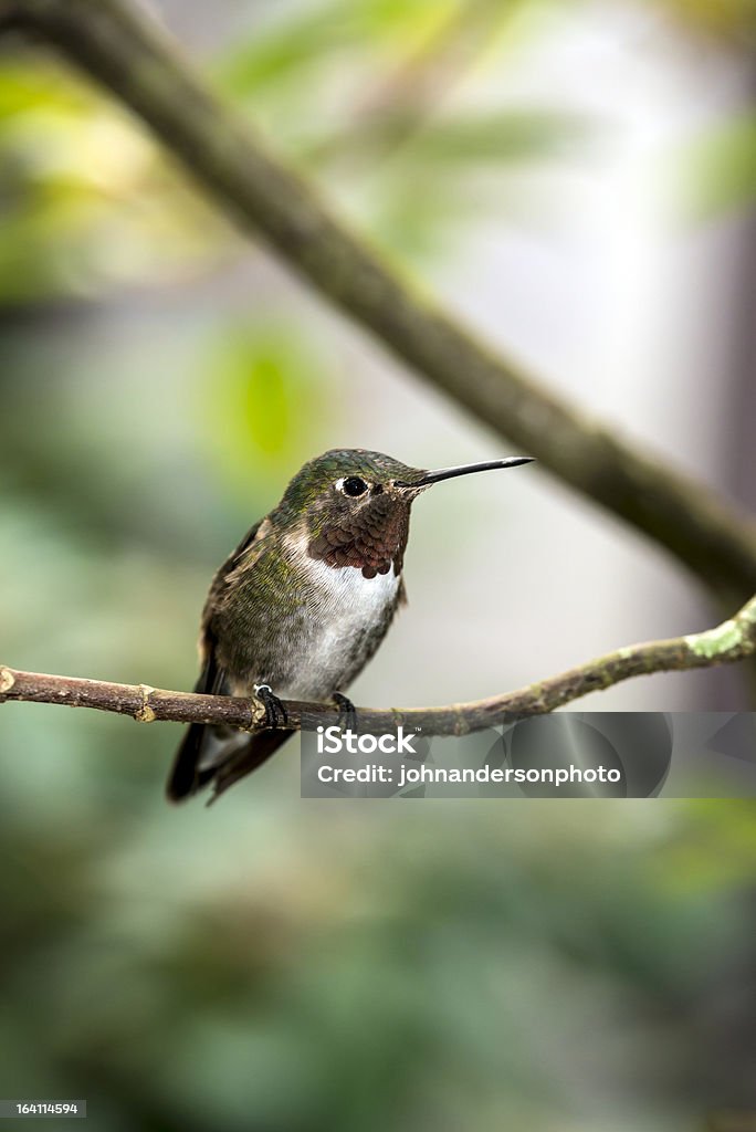 Colibrí rufo (Selasphorus rufus - Foto de stock de Animal libre de derechos