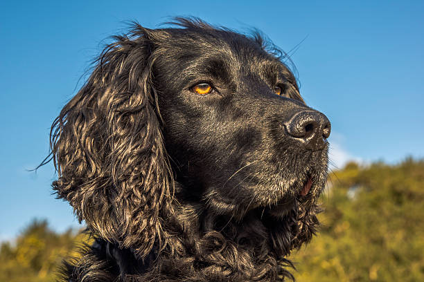 Animal, Dog, Cocker Spaniel, Black stock photo