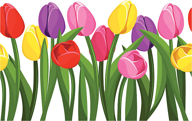 illustrations, cliparts, dessins animés et icônes de horizontal fond sans couture avec coloré de tulipes. illustration vectorielle. - double tulip