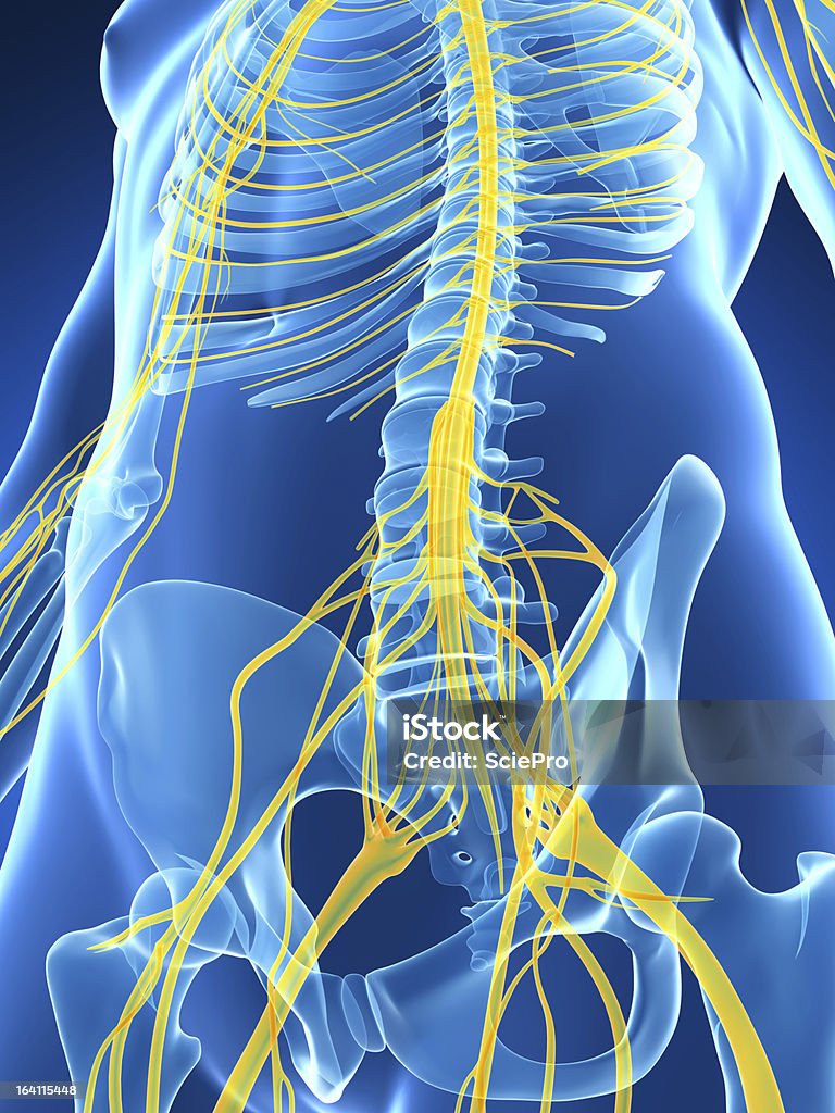 nerves 3d rendered illustration of the male nerve system Anatomy Stock Photo