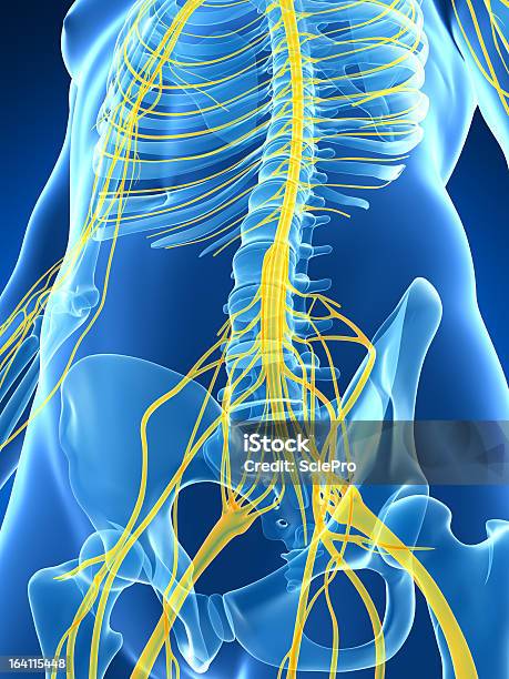 Nerves Stock Photo - Download Image Now - Anatomy, Biomedical Illustration, Blue