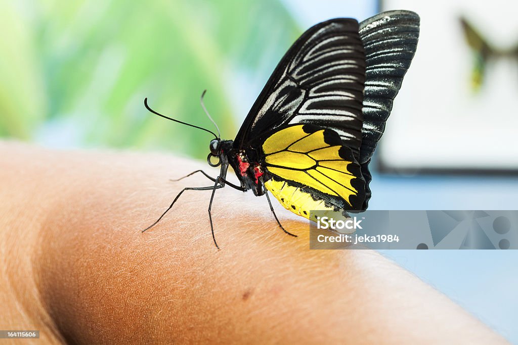 Big mariposa tropical - Foto de stock de Agarrar libre de derechos