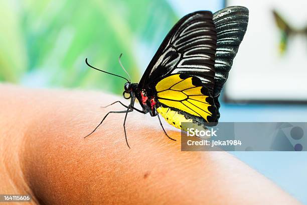 Big Mariposa Tropical Foto de stock y más banco de imágenes de Agarrar - Agarrar, Ala de animal, Armonía - Concepto