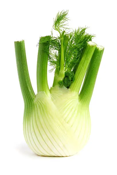 Fresh, organic fennel on a white background