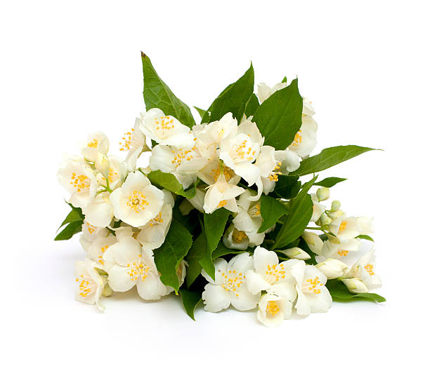 istock bunch of jasmine flowers 164115796