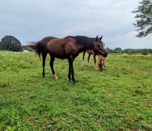 istock Dark brown horse 1641158225